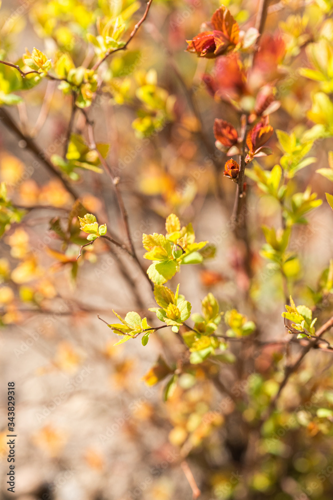 Branches of bushes with yellow and red leaves Branches of bushes with yellow and red leaves