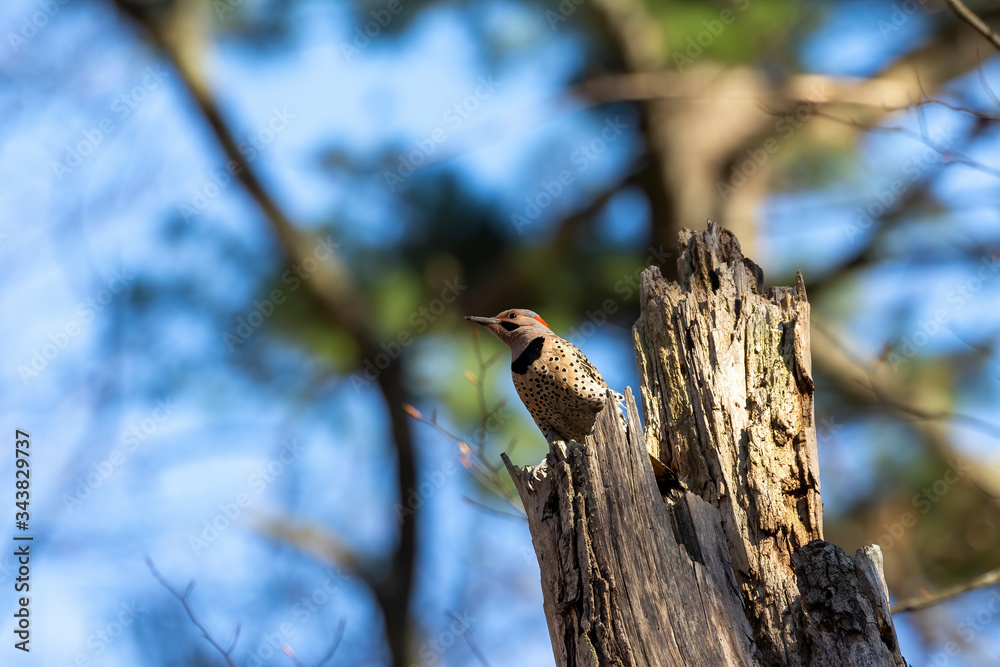 Bird. The northern flicker in spring. Natural scene from state park of Wisconsin. Bird. The northern flicker in spring. Natural scene from state park of Wisconsin.