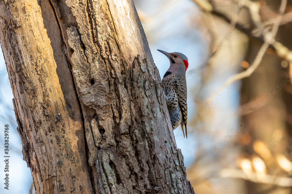 Bird. The northern flicker in spring. Natural scene from state park of Wisconsin. Bird. The northern flicker in spring. Natural scene from state park of Wisconsin.