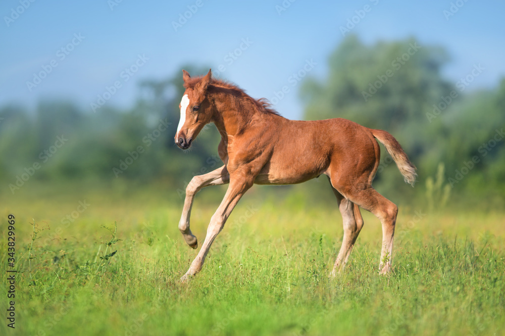 mare and foal mare and foal