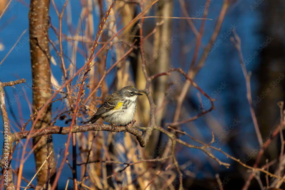 Yellow-rumped Warbler is a North American bird. Natural scene from state conservation area. Yellow-rumped Warbler is a North American bird. Natural scene from state conservation area.