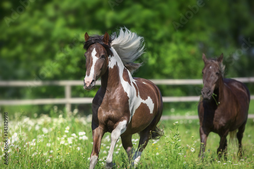 Pinto horse with long mane run gallop close up on spring chamomile meadow