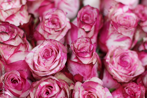  Close up of pink rose