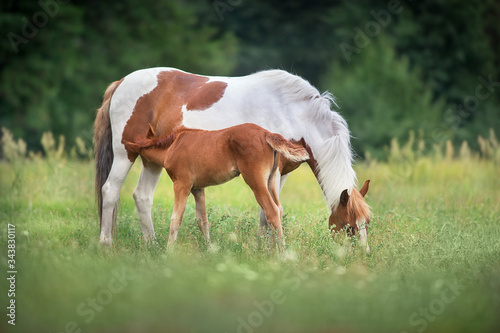 Piebald mare and red foal on spring pasture