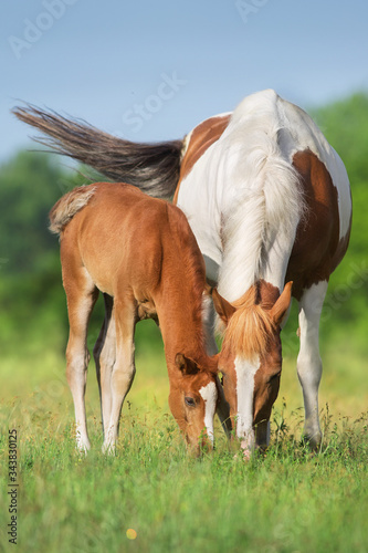 Bild auf Leinwand Piebald mare and red foal on spring pasture
