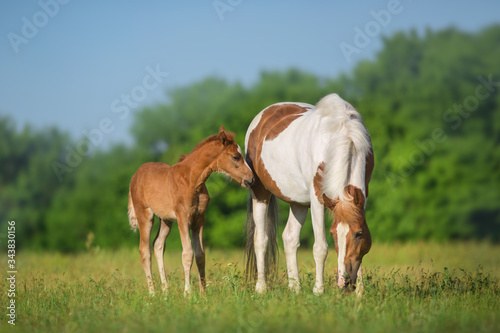 horse and foal © kwadrat70