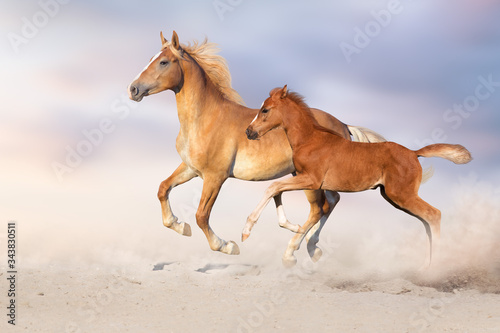 Palomino horse and red foal free run in sandy dust