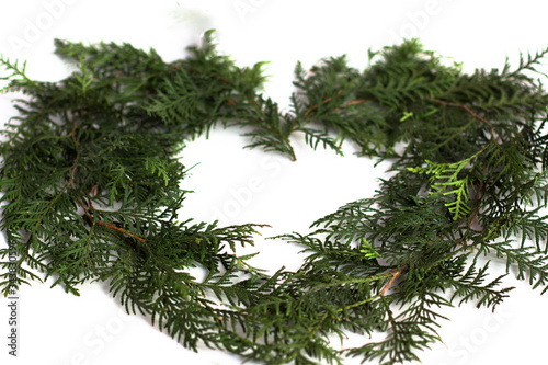  Heart shape made of thuja branches on a white background