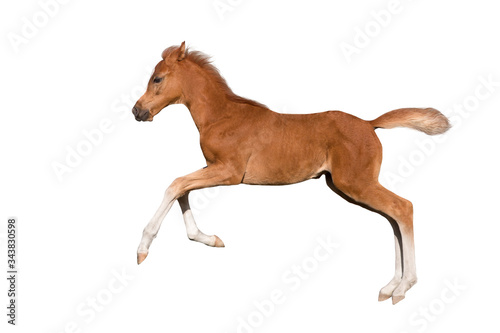 Red foal run gallop isolated on white background