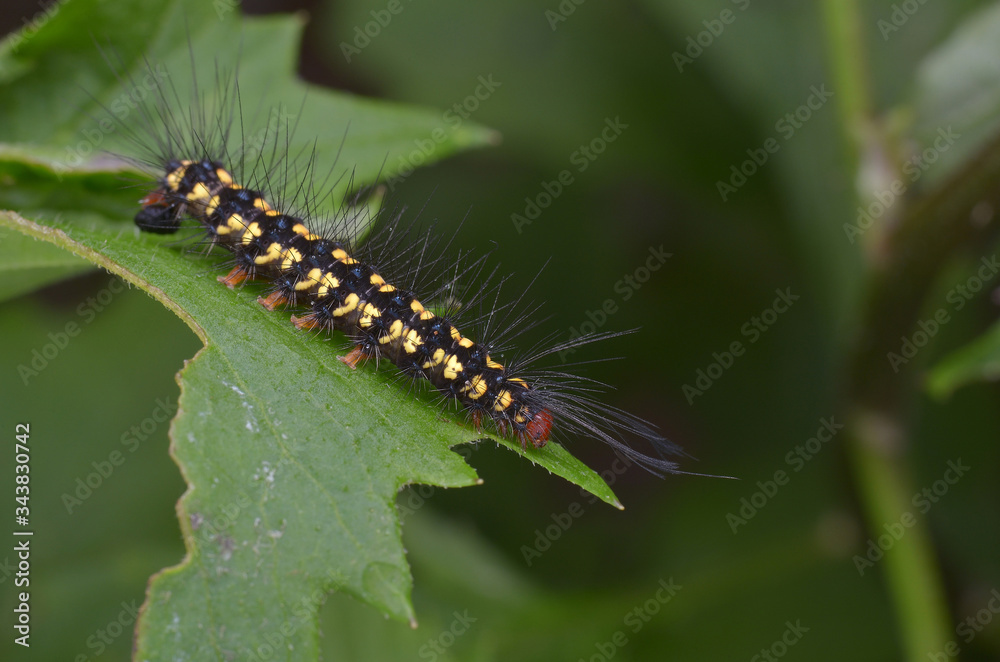 macro image of a colorful caterpillar on green leaf