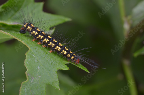 macro image of a colorful caterpillar on green leaf © simonshim