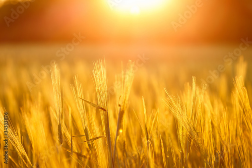 big field of many green young wheat  on beautifull sunset