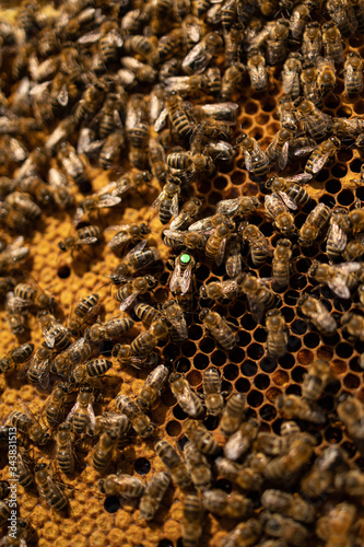 Markierte Bienenkönigin mit Drohne und Arbeitsbienen auf Waben einer Bienebeute mit Honigbienen