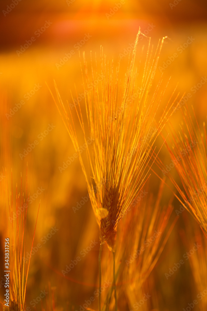 big field of many green young wheat, on beautifull sunset big field of many green young wheat, on beautifull sunset