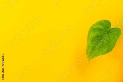 Minimalist of green leaf
