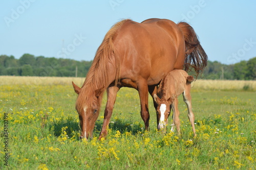 Horse foal and mother eating grass on summer meadow