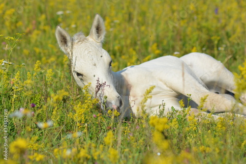 White horse foal sleeping on the summer meadow