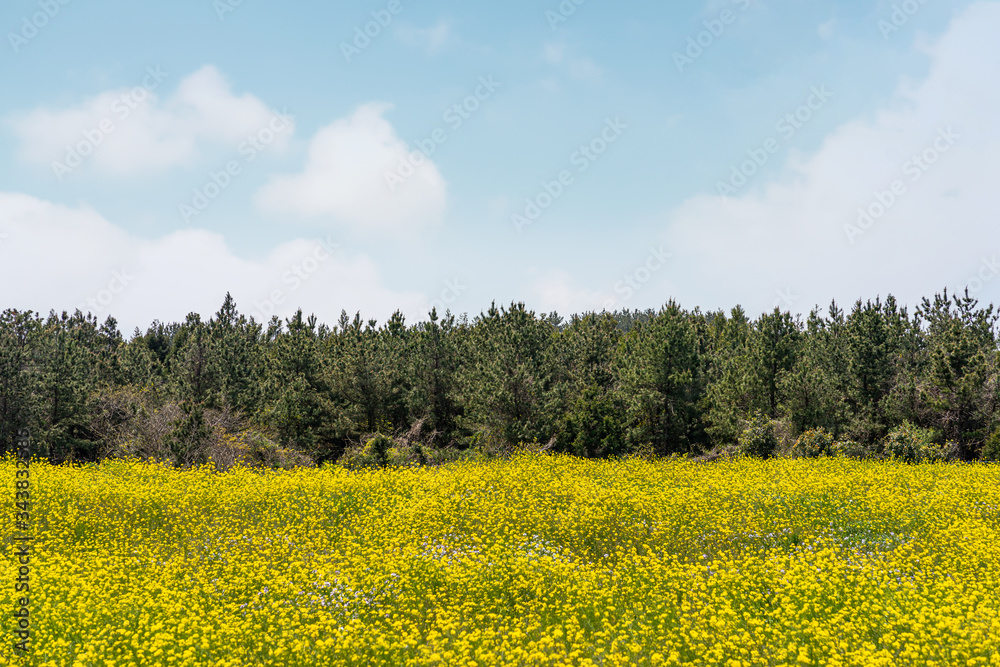 Beautiful and fantastic rapeseed field in Jeju, Korea
