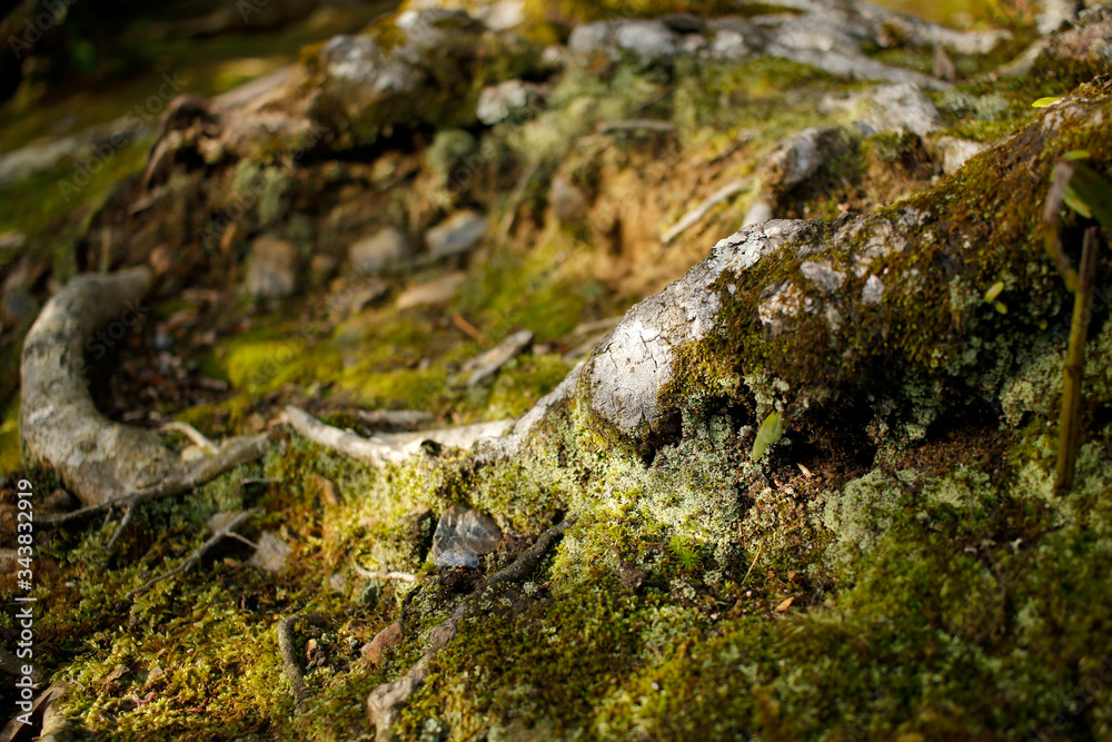 Field of moss with spots of sunny daylight - Kyoto, Japan Field of moss with spots of sunny daylight - Kyoto, Japan