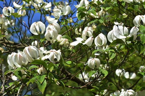 Branches with flowers of Magic Dogwood or Cornus florida urbiniana, in the garden. photo