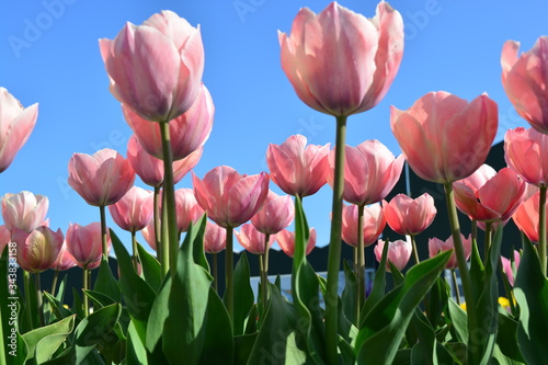 Pink tulips in a flower field in Holland during the summer with a clear blue sky background