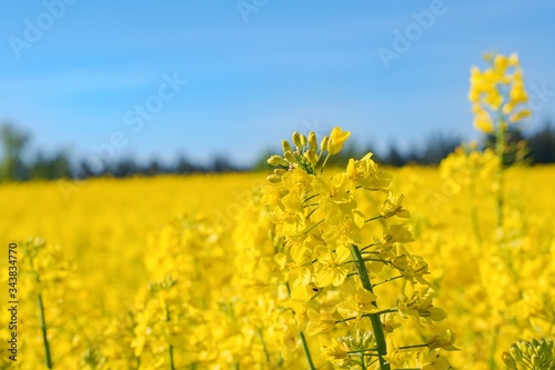 yellow rape field © Manfred