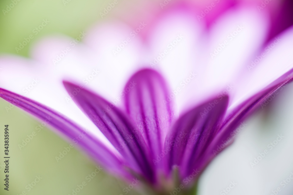 pink daisy petals close up