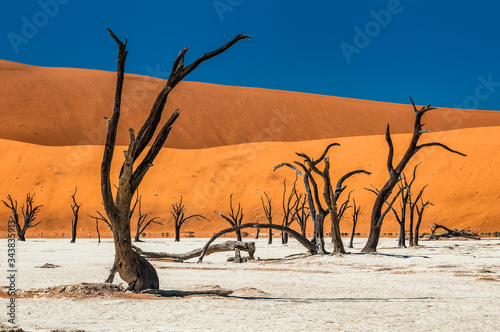 Camel Thorn Trees, Deadvlei, Sossusvlei, Namib-Naukluft National Park, Namibia