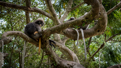 Dusky Monkey siting in a tree with tails hanging down