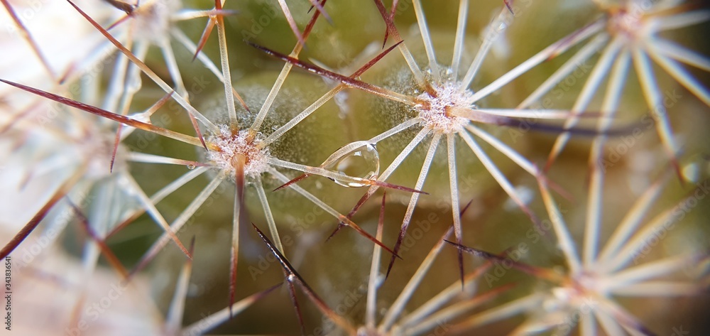 cactus close up cactus close up