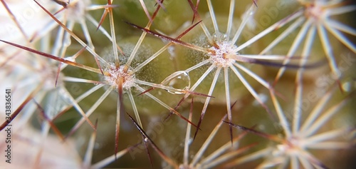 cactus close up