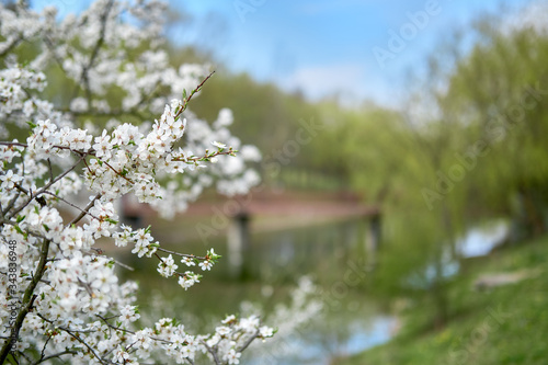 Blooming tree with white flowers on branches waiving on wind