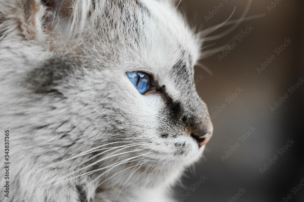 adorable gray soft fure cat with incredible blue eye adorable gray soft fure cat with incredible blue eye