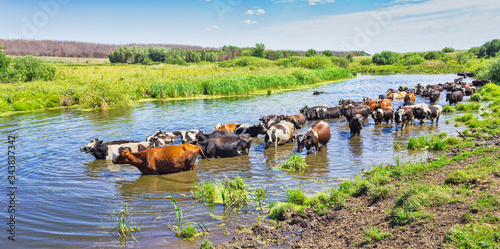 Photography Cows wade cross the river