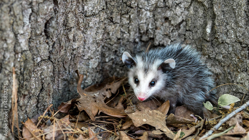Baby opossum with pink nose standing in leaves in front of tree