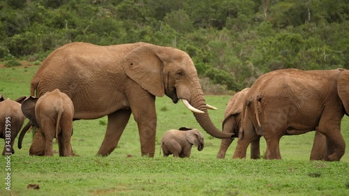 Panoramic shot of a herd of African elephants, with particular focus on a calf standing next to an adult male, revealing a startling size difference. Addo Elephant National Park.