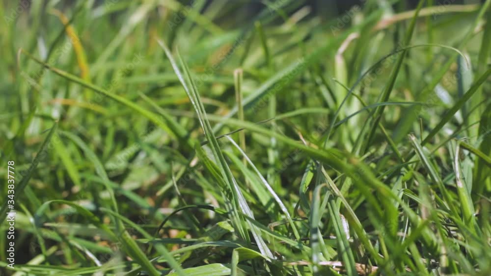 A green lawn in a spring sun day is swayed on wind A green lawn in a spring sun day is swayed on wind