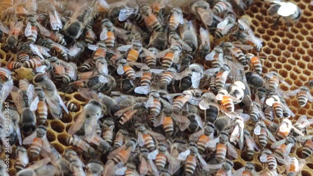 drone and worker bees on honeycomb drone and worker bees on honeycomb