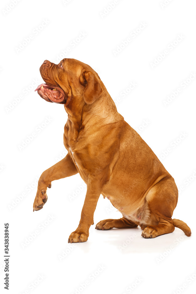 Dogue de Bordeaux giving paw, isolated on white background Dogue de Bordeaux giving paw, isolated on white background