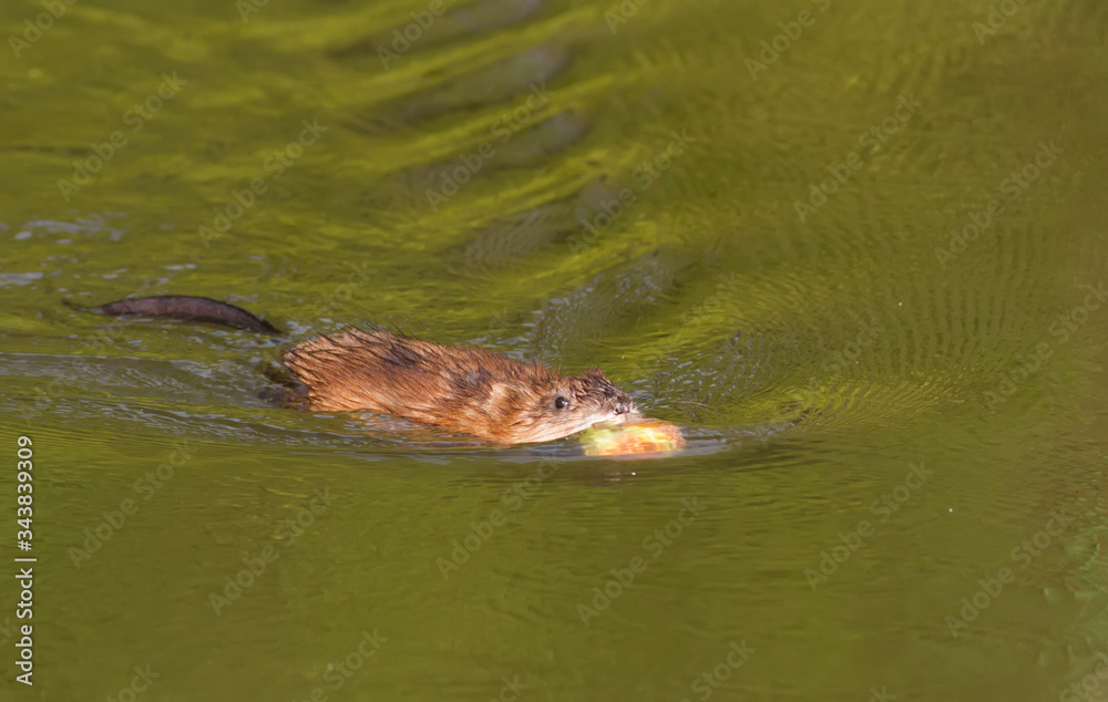 Ondatra zibethicus, muskrat. In the early morning, the animal collects apples on the shore and drags them to its home Ondatra zibethicus, muskrat. In the early morning, the animal collects apples on the shore and drags them to its home
