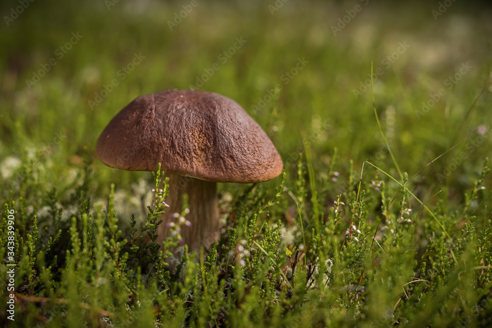 Beautiful boletus edulis mushroom in the wild forest. Autumn Cep Mushroom. Ceps in natural environment. Gourmet cousin. Searching for the mushrooms in the forest Beautiful boletus edulis mushroom in the wild forest. Autumn Cep Mushroom. Ceps in natural environment. Gourmet cousin. Searching for the mushrooms in the forest