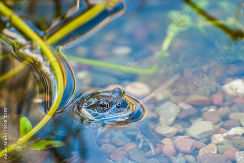 Beautiful frog in garden pond in the evening sun. UK photo