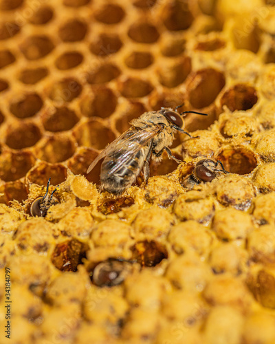 Drohne schlüpft aus Brutzelle einer Wabe aus Wachs in einer Bienenbeute von Honigbienen bei einem Imker photo