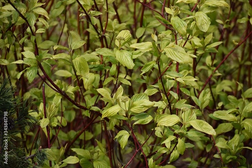 Branches with green leaves of Cornus alba Sibirica or Siberian dogwood, in the garden.  photo