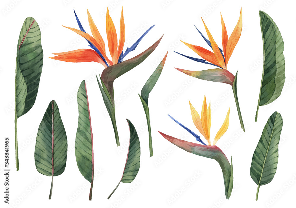 Set with beautiful watercolor tropical flowers and leaves. Tropics. Realistic tropical plants.