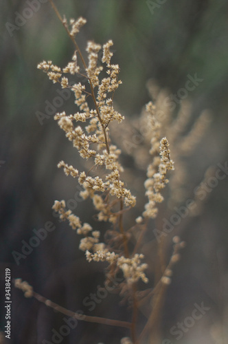 Macro herbarium Dried grass on a blurred background