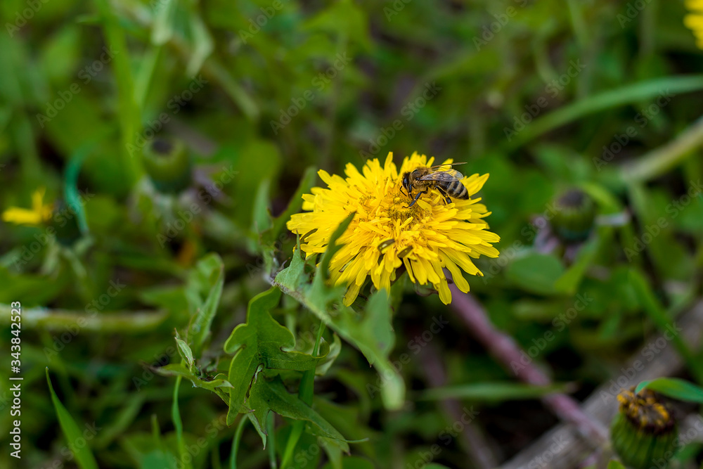 Dandelion with a bee Dandelion with a bee