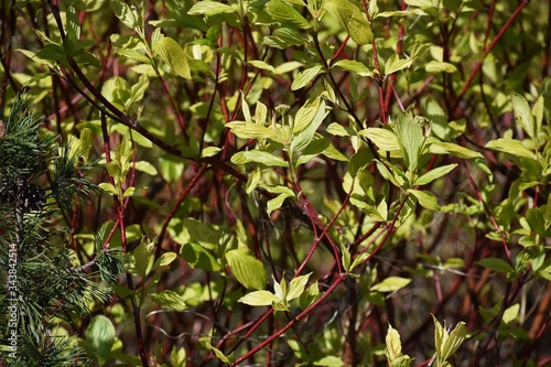 Branches with green leaves of Cornus alba Sibirica or Siberian dogwood, in the garden.  photo