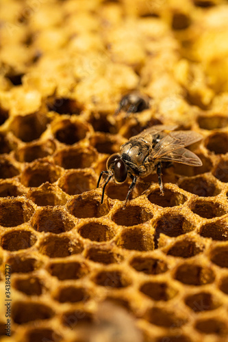 Drohne schlüpft aus Brutzelle einer Wabe aus Wachs in einer Bienenbeute von Honigbienen bei einem Imker © Robert Windbiel