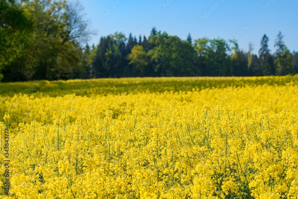 yellow rape field